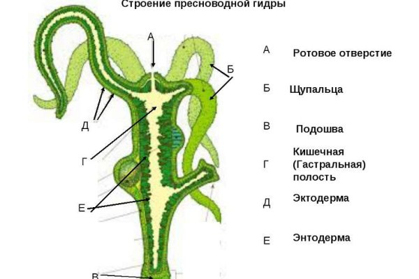 Кракена точка нет